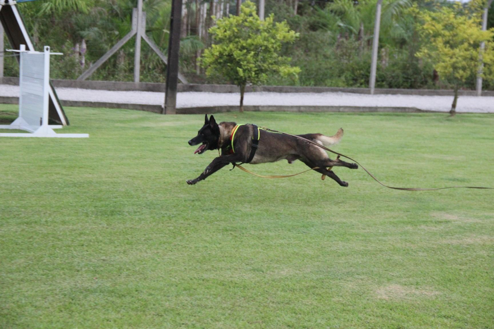 2020.Jan.18 - Seal Araguaia em treino com Victor Saad.