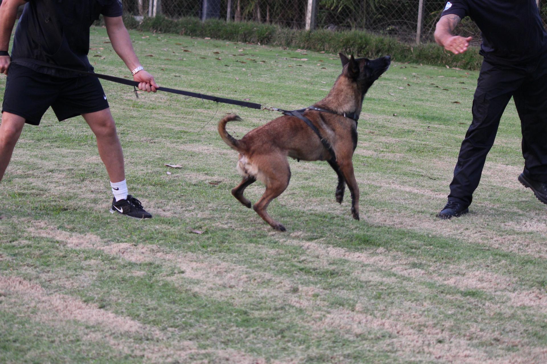 2015.Jul.01 - Honda em Treino Civil