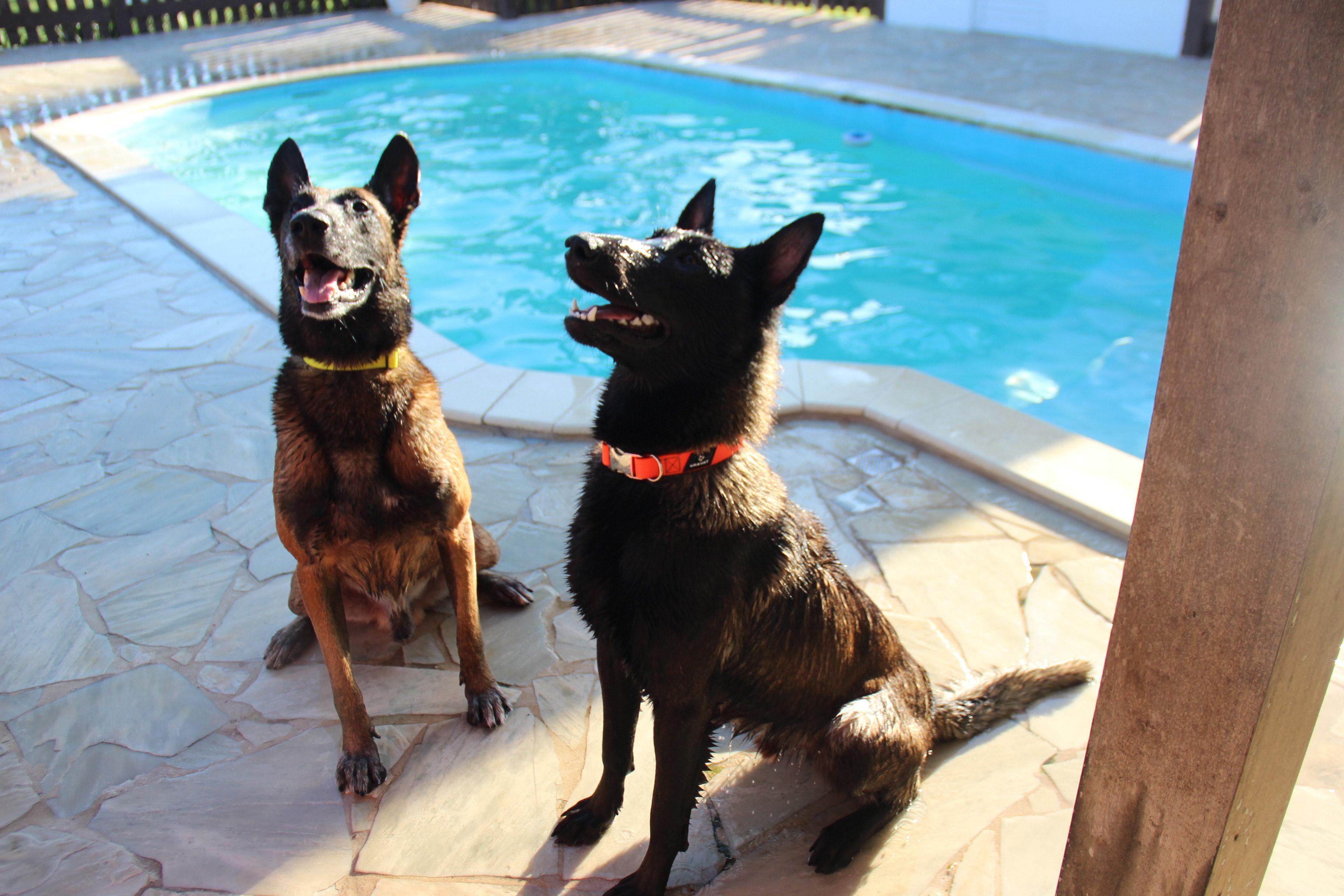 2025.Nov.10 - Colt e Taurus