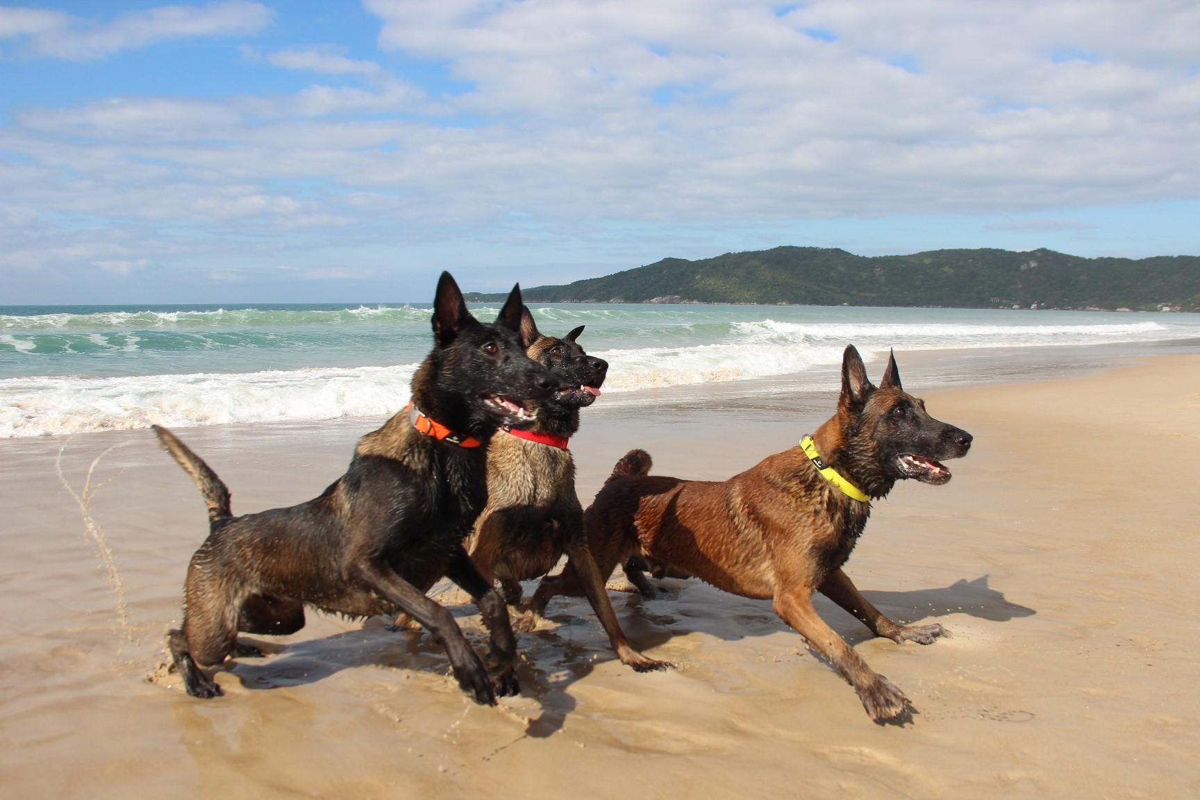 2026.Jun.14 - Praia de Mariscal - SC - Taurus, Kirsch e Colt