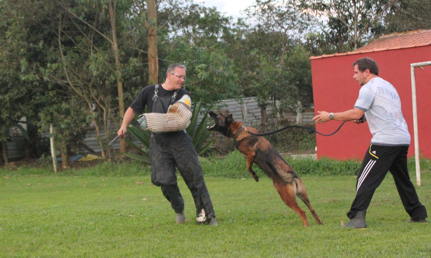 2013 - Makechas Dana em treino de proteo com o Figurante e Juiz Internacional, Marcio Cerqueira.