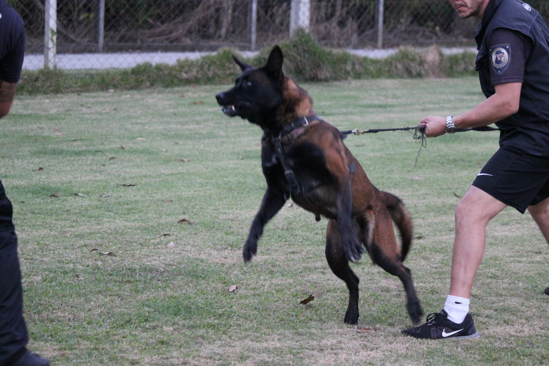 2015.Jul - Noa em treino civil, s agresso. 