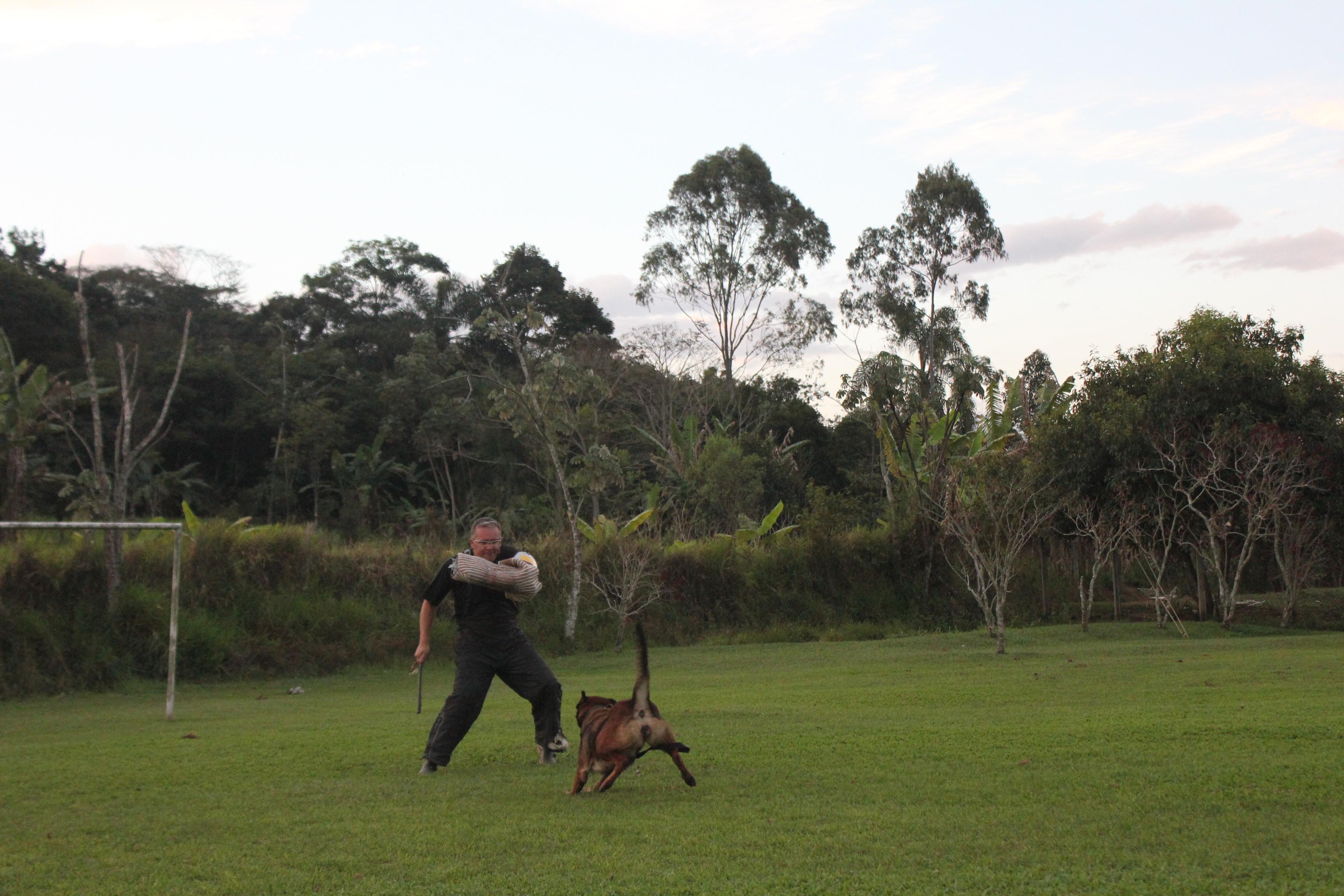 2013 - Makechas Dana em treino de proteo com o Figurante e Juiz Internacional, Marcio Cerqueira.