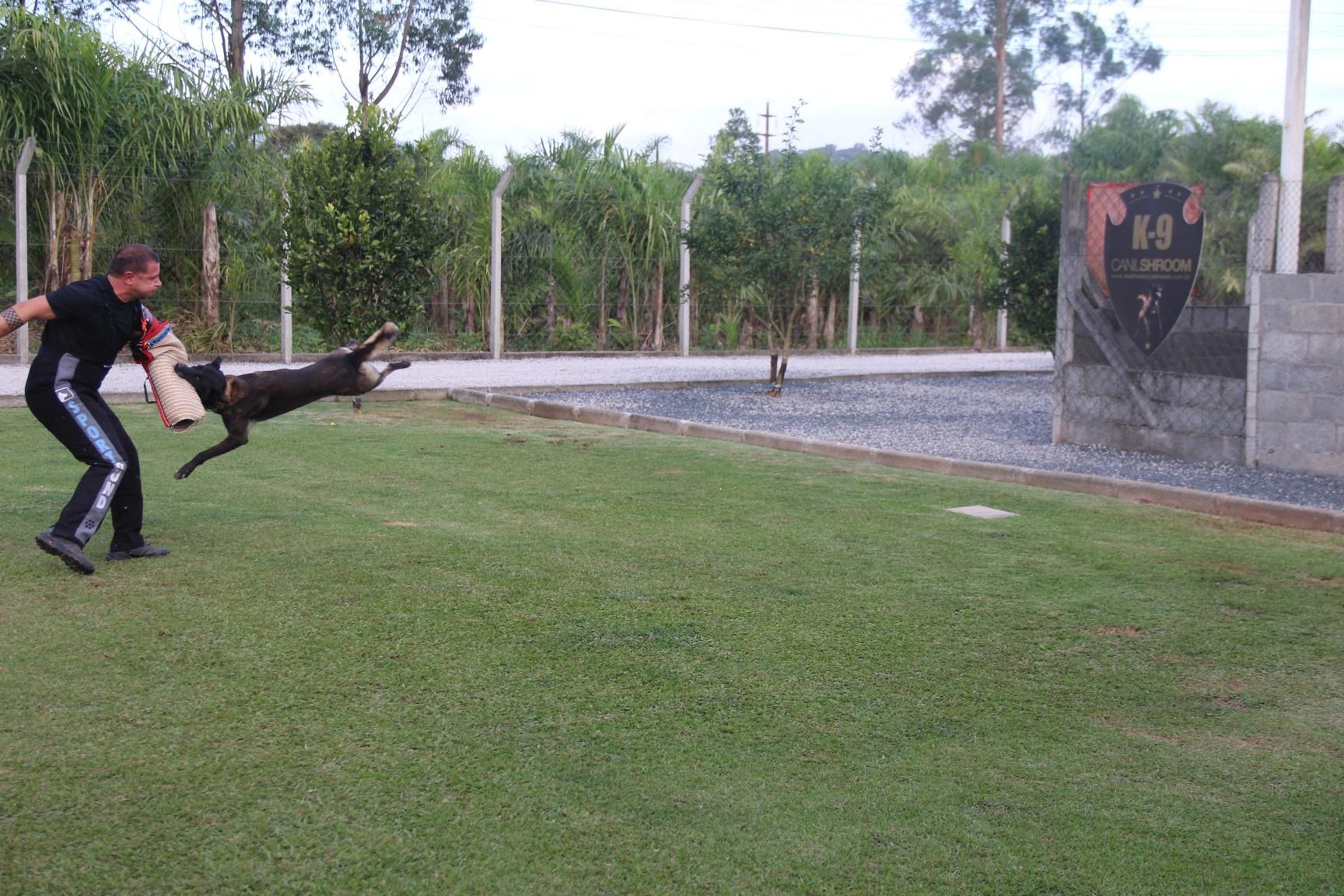 2019.Jul - Seal Araguaia