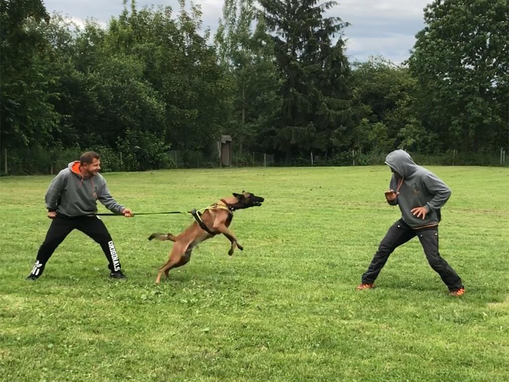 2018.Jun.16 - Treino de Proteo com o Colt e Knut, no seminrio de obedincia dele.