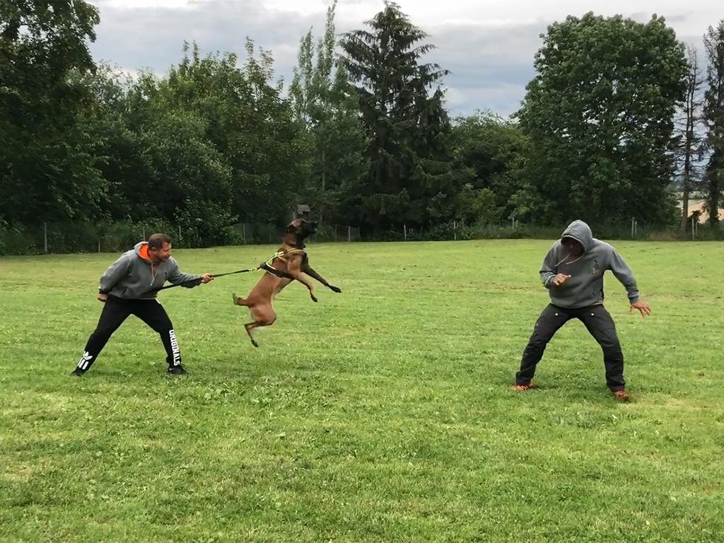 2018.Jun.16 - Treino de Proteo com o Colt e Knut, no seminrio de obedincia dele.