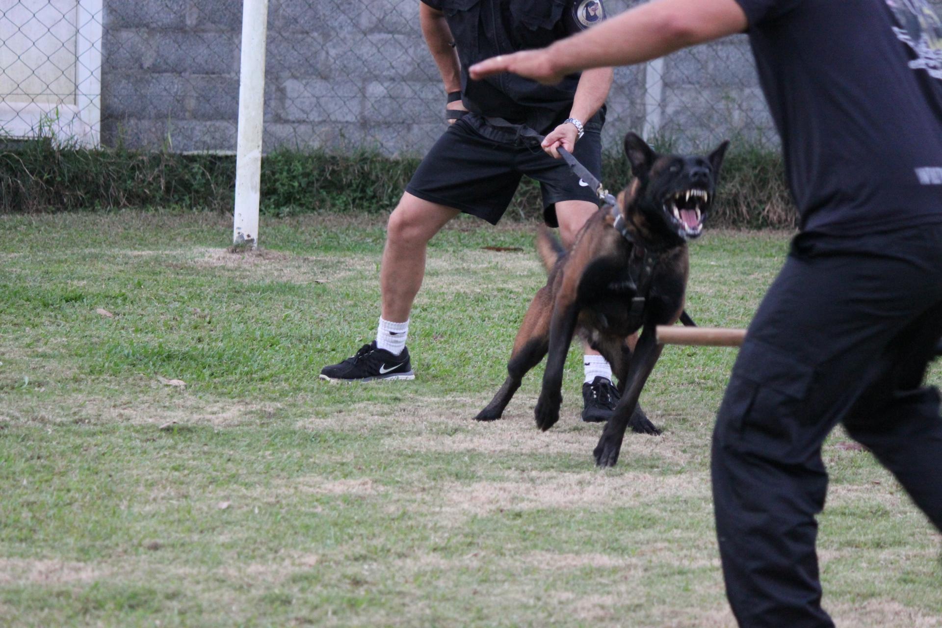 2015.Jul - Noa em treino civil, s agresso. 